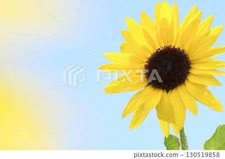 Cute sunflowers blooming in the blue sky in summer 130519858