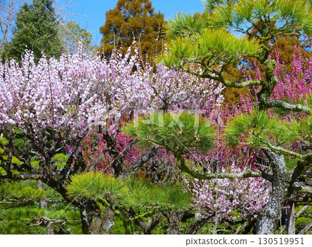 Spring in Suizenji Park: Plum and pine trees (Kumamoto City) 130519951