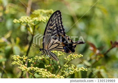 Summer insects: swallowtail butterfly 130519969