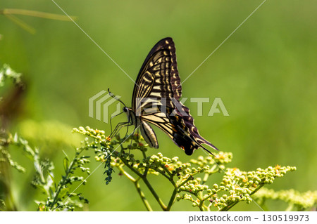 Summer insects: swallowtail butterfly Summer insects: swallowtail butterfly 130519973