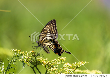Summer insects: swallowtail butterfly 130519974
