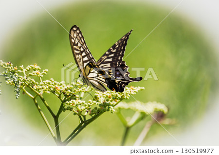 夏季昆蟲：燕尾蝶 130519977