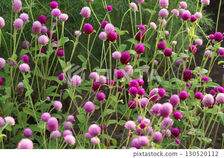 Deep pink and pale pink crape flowers blooming in a summer garden 130520112