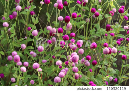 Deep pink and pale pink crape flowers blooming in a summer garden 130520119