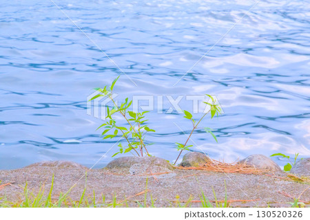 生長在水邊的嫩葉 130520326