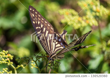 Summer insects: swallowtail butterfly 130520360