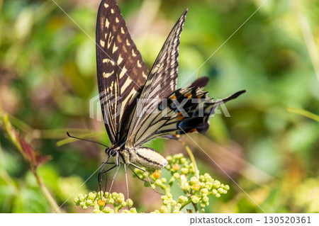 Summer insects: swallowtail butterfly 130520361