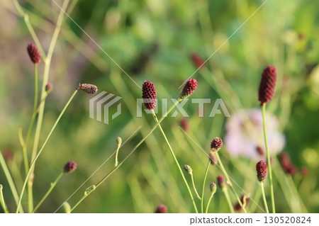 初秋，公園裡盛開的紅褐色地榆花 130520824