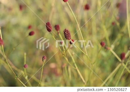 Reddish-brown flowers of burnet blooming in a park in early autumn 130520827
