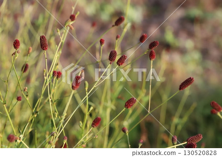 Reddish-brown flowers of burnet blooming in a park in early autumn Reddish-brown flowers of burnet blooming in a park in early autumn 130520828