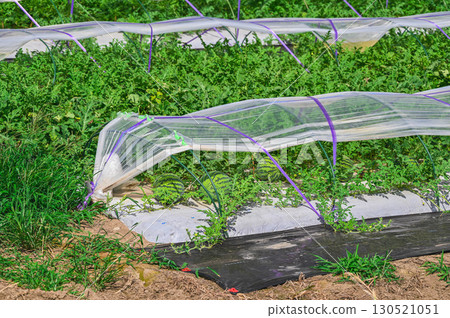 Watermelon fields grown under tunnels Watermelon fields grown under tunnels 130521051