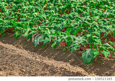 拍場 拍場 130521165