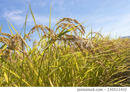 Image of a ripe autumn harvest: ripe rice ears 130521432