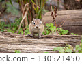 Chipmunk 130521450