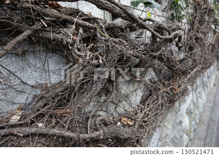 A photo of tree branches surrounding the fence of a house A photo of tree branches surrounding the fence of a house 130521471