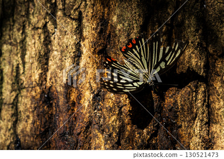 A photo of a red-spotted purple butterfly with torn wings gathering around tree sap A photo of a red-spotted purple butterfly with torn wings gathering around tree sap 130521473