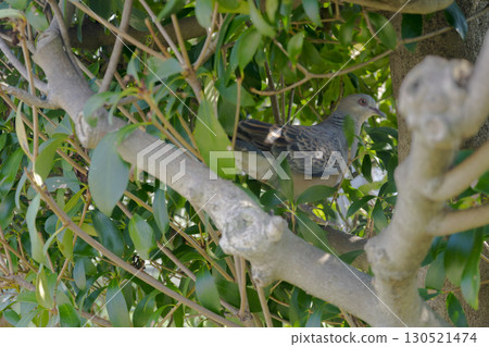 A photo of a turtle dove perched on a branch of osmanthus 130521474