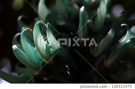 Tropical flower jade vine petals close-up 130521475