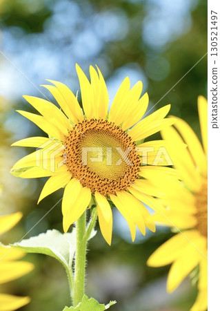 Adorable sunflowers in summer with glitter bokeh Adorable sunflowers in summer with glitter bokeh 130521497