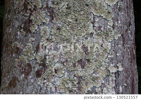 Bark and moss of a giant cedar 130521557