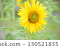 A close-up photo of yellow sunflower flowers in a sunflower field 130521835