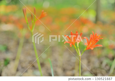 Natural scenery with foxglove flowers Natural scenery with foxglove flowers 130521887