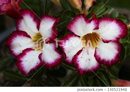 Close Up Of A Adenium Obesum Rose Flower Close Up Of A Adenium Obesum Rose Flower 130521948