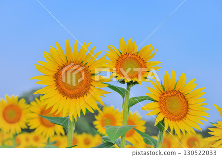 Sunflower fields in Kamisuwacho, Tochigi Prefecture 130522033