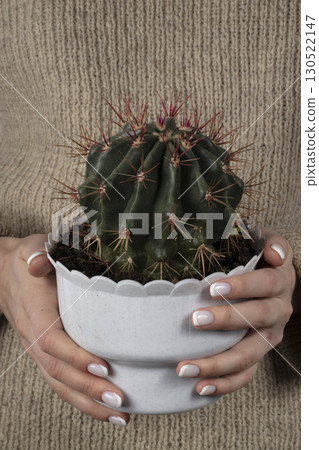 Hands hold a flower pot with a cactus. Hands hold a flower pot with a cactus. 130522147