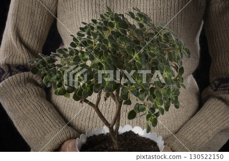 Hands hold a pot with a succulent flower. 130522150