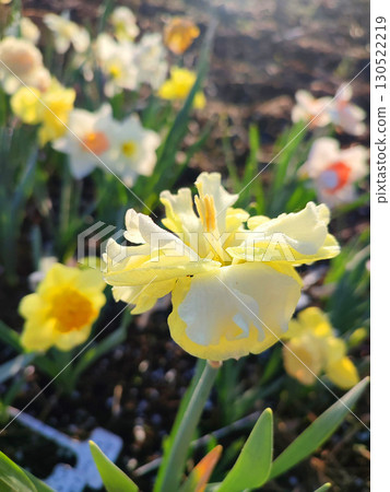 Blooming flower yellow daffodil variety Sunny Side Up with drops of morning dew on petals on background of blurred narcissus growing in ground, sunny spring morning Blooming flower yellow daffodil variety Sunny Side Up with drops of morning dew on petals on background of blurred narcissus growing in ground, sunny spring morning 130522219