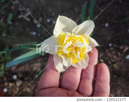 Narcissus variety Wave close-up. Blooming daffodil flower with white yellow petals in inflorescence on green stem and leaves growing in soil on sunny spring day. Agricultural farming and gardening 130522377