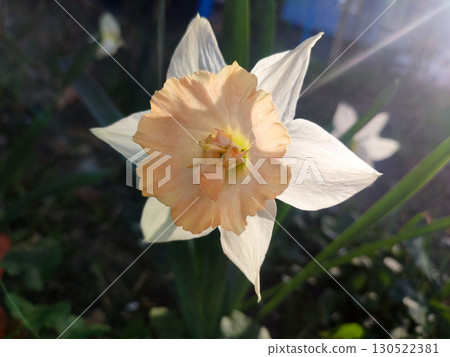 Blooming daffodil flower close up. Narcissus flower with white and pink petals in inflorescence on sunny spring evening. Shining sun and sun beams. Flower bed in garden. Breeding of varietal flowers. Blooming daffodil flower close up. Narcissus flower with white and pink petals in inflorescence on sunny spring evening. Shining sun and sun beams. Flower bed in garden. Breeding of varietal flowers. 130522381
