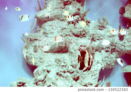 Beautiful exotic fish in the water. Beautiful exotic fish in the water. 130522383