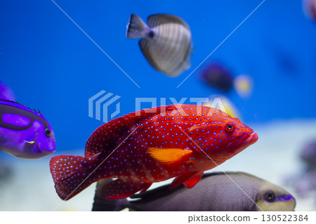Beautiful exotic fish in the water. Beautiful exotic fish in the water. 130522384