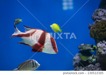 Beautiful exotic fish in the water. 130522385