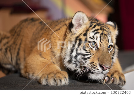 Amur striped tiger. Wild striped felines. 130522403