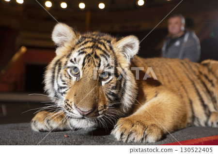 Amur striped tiger. Wild striped felines. Amur striped tiger. Wild striped felines. 130522405