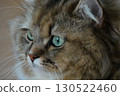 貓的臉朝上 130522460