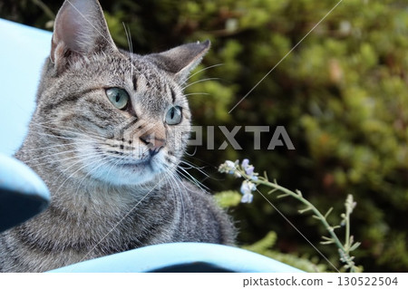 Smiling tabby cat 130522504