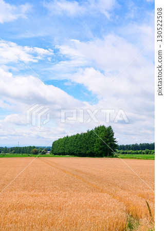Vast farms in Tokachi, Hokkaido (Shihoro Town and Kamishihoro Town) Vast farms in Tokachi, Hokkaido (Shihoro Town and Kamishihoro Town) 130522508