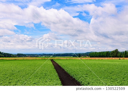 Vast farms in Tokachi, Hokkaido (Shihoro Town and Kamishihoro Town) 130522509