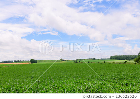 Vast farms in Tokachi, Hokkaido (Shihoro Town and Kamishihoro Town) 130522520