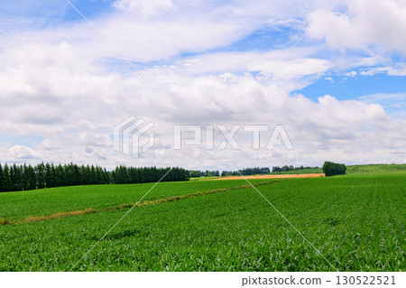 Vast farms in Tokachi, Hokkaido (Shihoro Town and Kamishihoro Town) 130522521