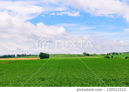 Vast farms in Tokachi, Hokkaido (Shihoro Town and Kamishihoro Town) 130522522