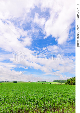 Vast farms in Tokachi, Hokkaido (Shihoro Town and Kamishihoro Town) 130522525