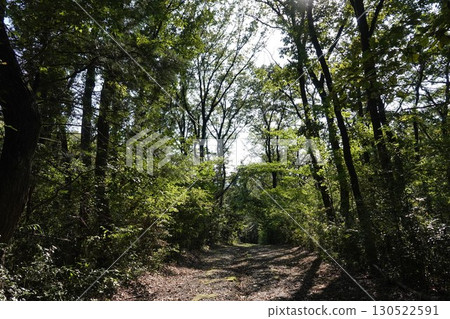 satoyama的雜林 satoyama的雜林 130522591