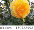 Yellow rose 130522598