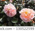 Beautiful pink roses 130522599