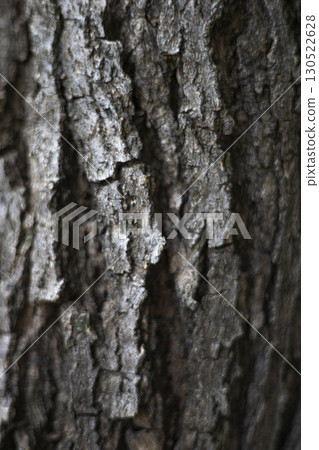 Close Up Of The Bark Of A Blackboard Tree, Blackboard tree revealing its rough, dark texture etched with intricate natural patterns, glowing softly under natural light for a striking. 130522628